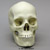 Human Female European Skull Replica