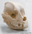 French Bulldog Skull