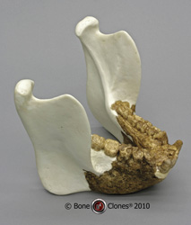 Gigantopithecus Mandible Reconstruction