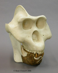 Dr Grover Krantz Reconstruction of Gigantopithecus