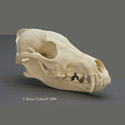 Coyote Skull