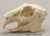 White-tailed Jackrabbit Skull