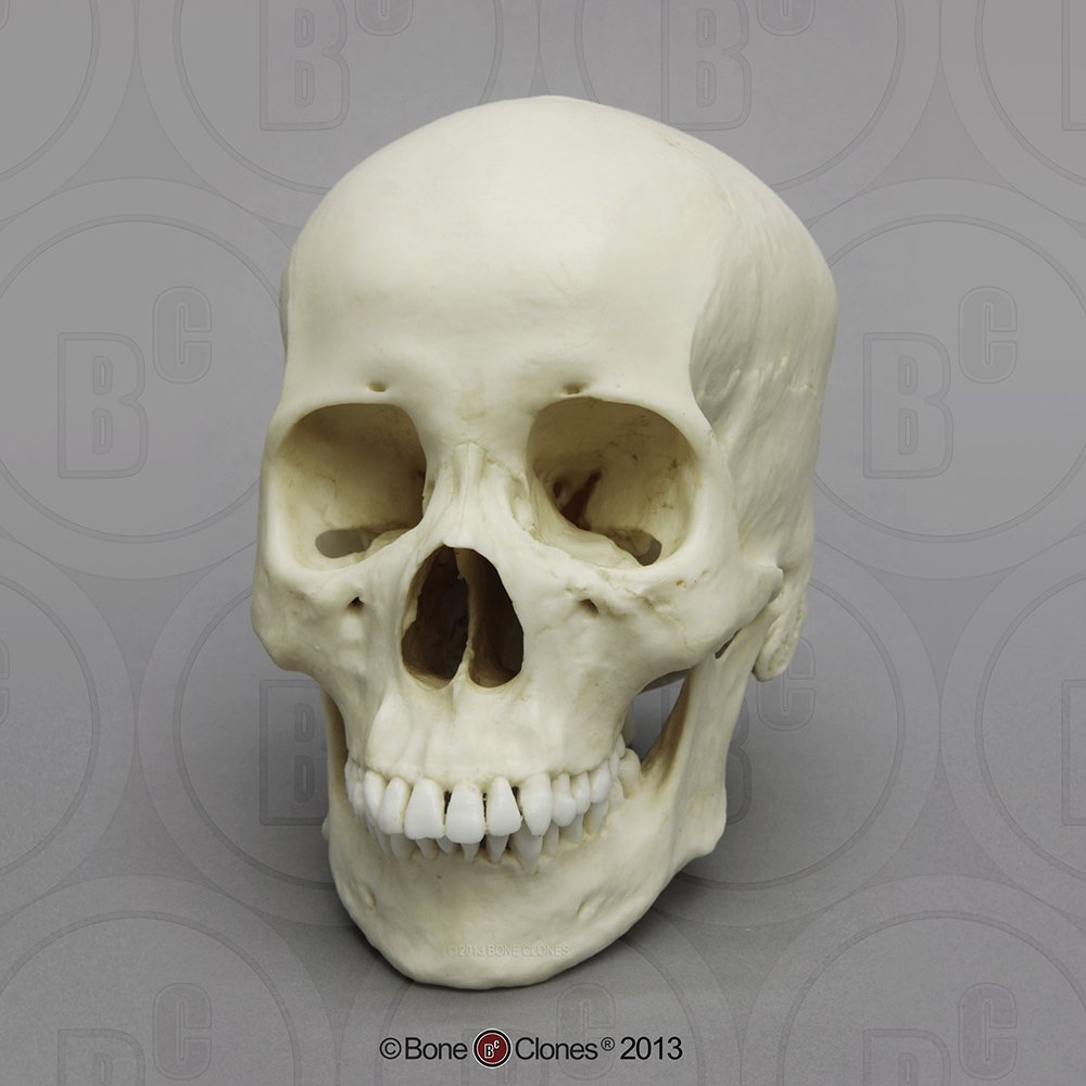 Human Female Asian Skull - Bone Clones, Inc. - Osteological Reproductions