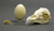 Barn Owl Set