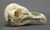 Barn Owl Skull