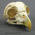 Barred Owl Skull