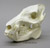 Javelina Skull