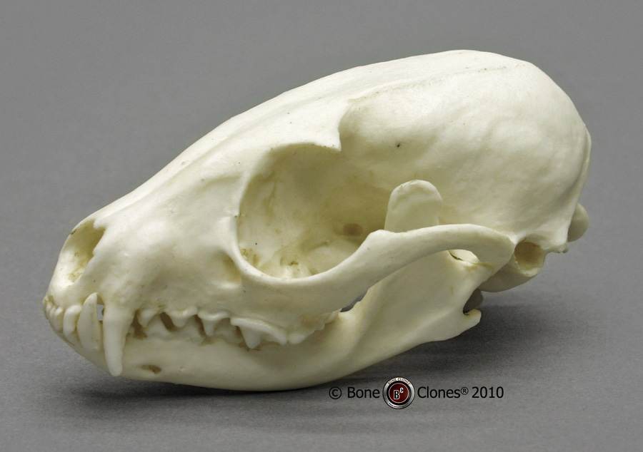 Ringtail Skull Bone Clones, Inc. Osteological