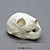 Aye-aye Skull