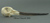 Common Snipe Skull