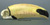 Toco Toucan Skull