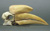 Black Hornbill Skull