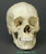 Human Female African-American Skull