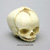 Fetal Human Skull 31 Weeks