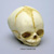 Fetal Human Skull 32 Weeks