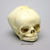 Fetal Human Skull 34 Weeks