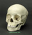 Human 5-6-year-old Child Skull with Calvarium Cut