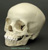 Human 5-6-year-old Child Skull with Dentition
