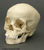 Human 5-6-year-old Child Skull (closed calvarium)