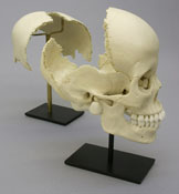 Articulated Human Medical Study Skull BC-191-A