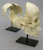 Articulated Human Medical Study Skull