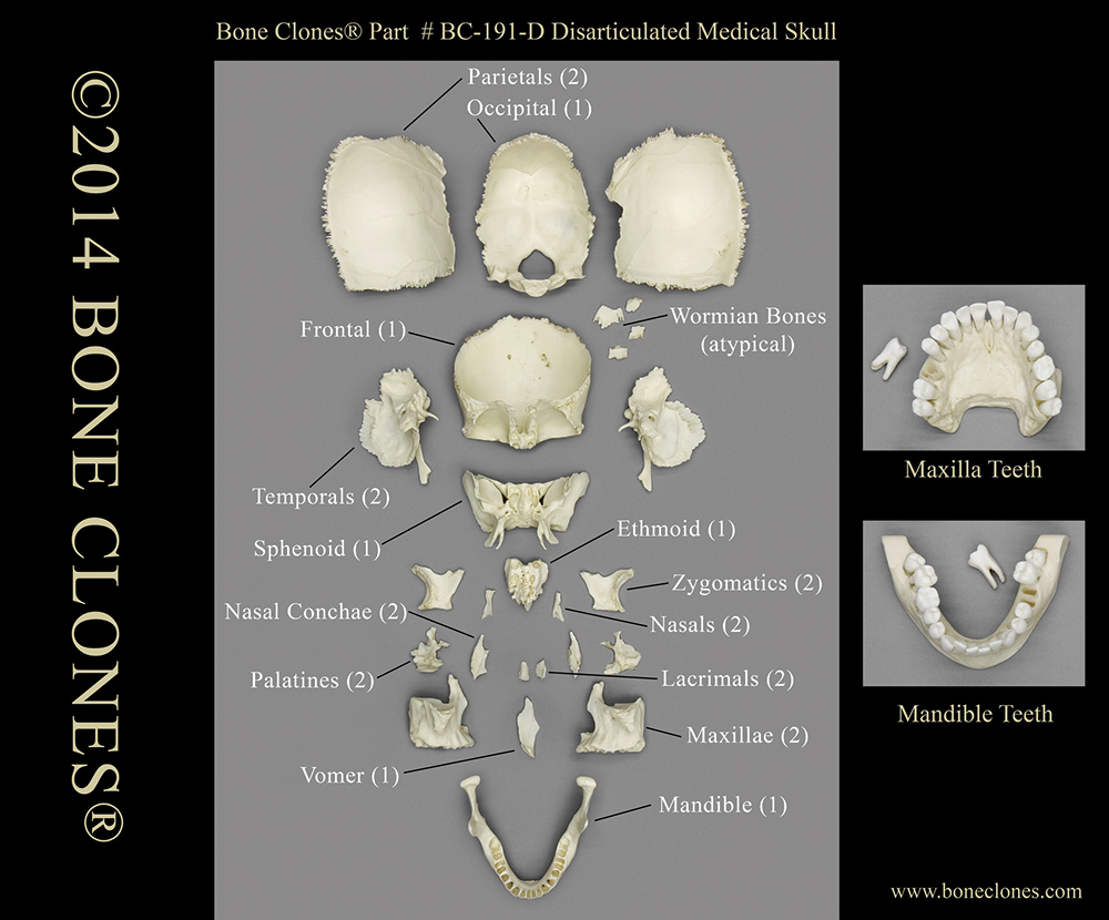 Bone Clones, Inc. - Osteological Reproductions
