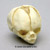 Fetal Human Skull 14 Weeks