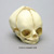 Fetal Human Skull 29 Weeks
