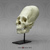 Human Peruvian Female Skull with Cranial Binding