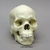 Human Male African-American Skull BC-203