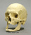Human Elderly European Male Skull