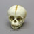 Chimpanzee Fetal Skull