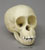 Orangutan Infant Skull Replica