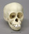 Chimpanzee Infant Skull
