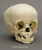 Human 16 to 18-month-old Child Skull