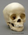 Human 3 to 4-year-old Child Skull