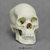Human Female Asian Skull