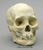 Human Female American Indian Skull