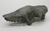 Giant Fossil Armadillo Skull