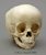 Human 14 to 22-month-old Child Skull