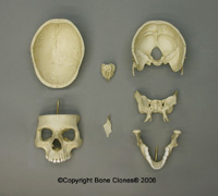 Human Female European 7-Piece Study Skull - Bone Clones, Inc ...