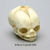 Fetal Human Skull 21 1/2 Weeks BC-220