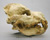 Giant Fossil Hyena Skull