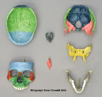 Study Skull Components