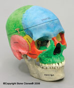 Human Female European 7 Piece Color-Coded Study Skull BC-224
