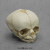Fetal Human Skull 30 Weeks BC-225