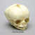Fetal Human Skull 34 Weeks BC-226