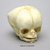 Fetal Human Skull 35 Weeks BC-227
