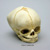 Fetal Human Skull 40 1/2 Weeks BC-228