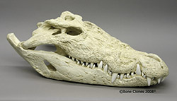 33 Inch Saltwater Crocodile Skull BC-229